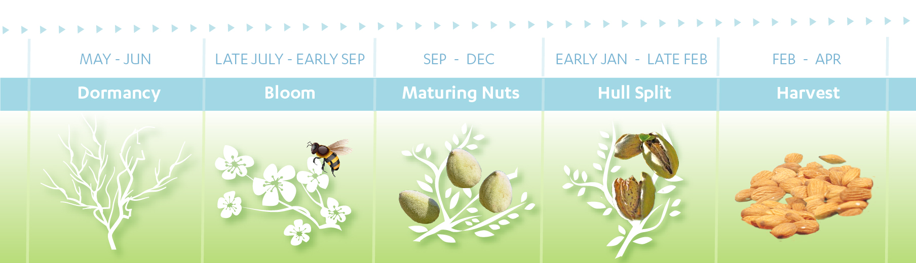 Almond Tree Annual Cycle