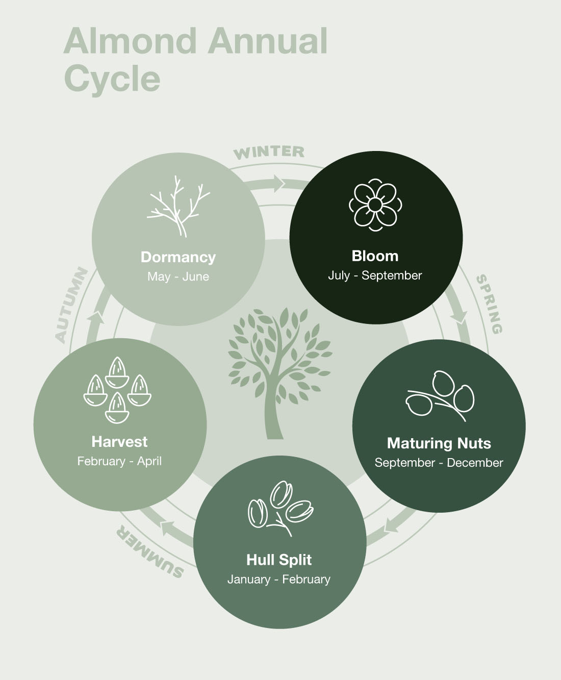 SHV Almond Cycle 2025 v2 1100px