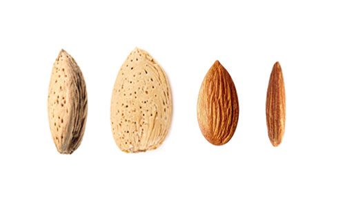 SHV Almond Profile Monterey v2 500×300