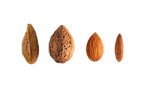 SHV Almond Profile Price 500×300